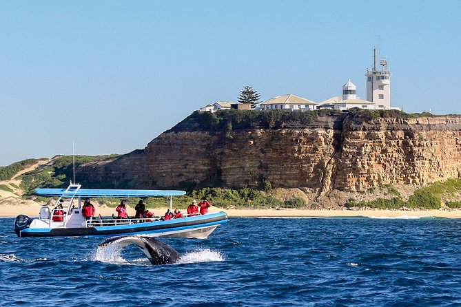Humpback Whale Encounter Tour from Newcastle - Setting Out From Honeysuckle Drive