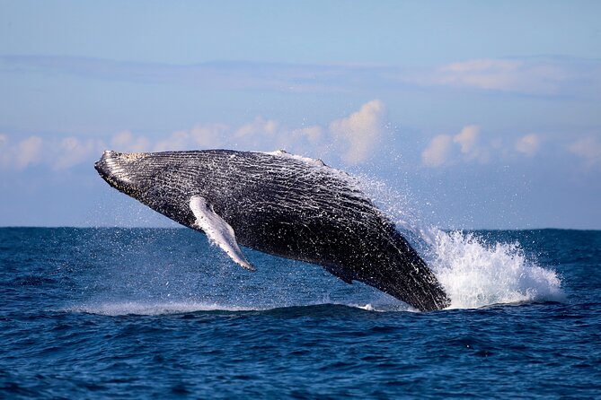 Humpback Whale Encounter Tour from Newcastle - Searching Offshore for Migrating Humpbacks
