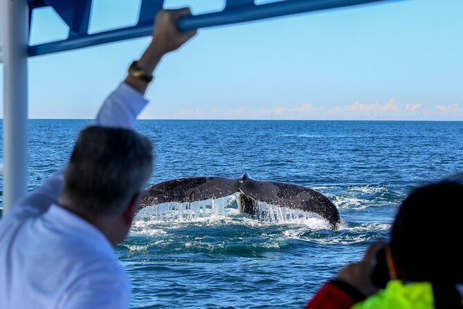 Humpback Whale Encounter Tour from Newcastle - Dolphins, Seals, and Coastal Views