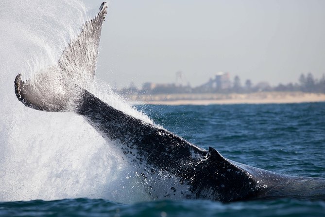 Humpback Whale Encounter Tour from Newcastle - Is $84.75 Good Value?