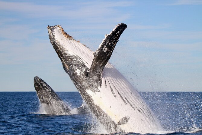 Humpback Whale Encounter Tour from Newcastle - What Whale Behaviors You Might See