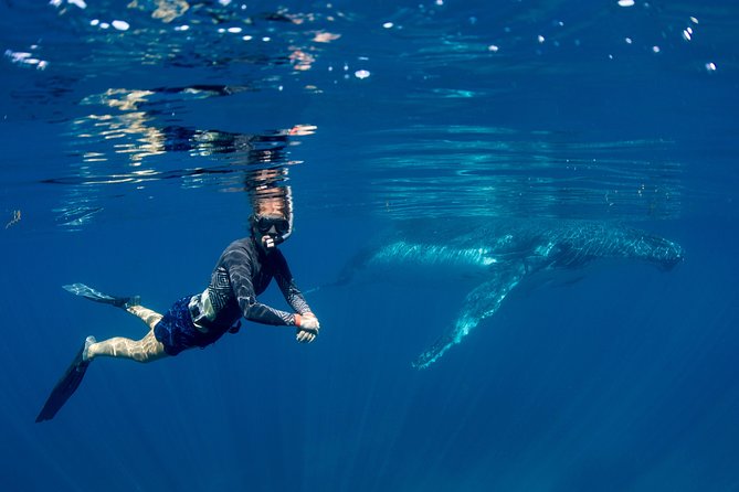 Humpback Whale Safari - Why Ningaloo is a strong place for a whale safari