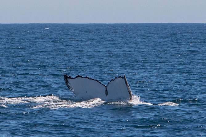 Humpback Whale Safari - Entering the water when the guide says it is safe