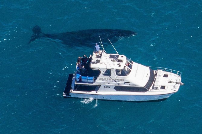 Humpback Whale Safari - The photography package and making the most of it
