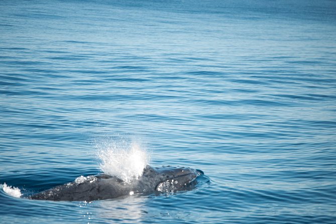 Humpback Whale Safari - A 7:30 am start in Coral Bay