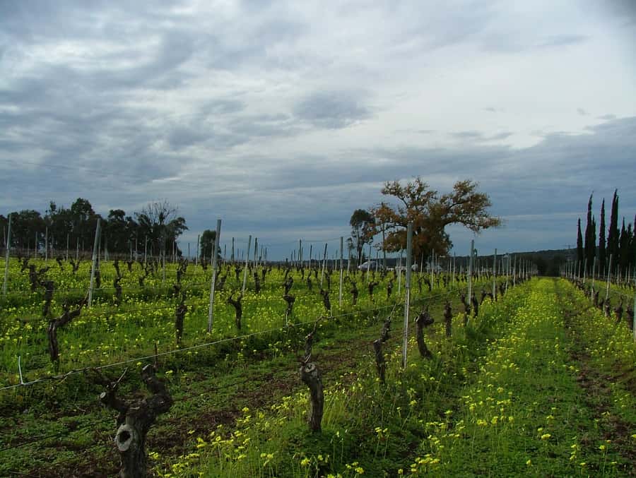 Hunter Valley: Uncork the Hunter Full-Day Wine Tour - A grazing-box lunch with real practical value