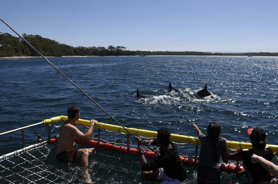 Huskisson: Dolphin Cruise & Boom Netting Experience - Key points to know before you book