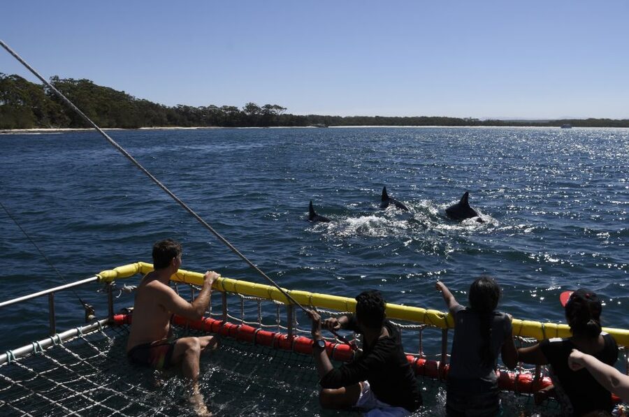 Huskisson: Dolphin Cruise & Boom Netting Experience - The boom net changes the mood