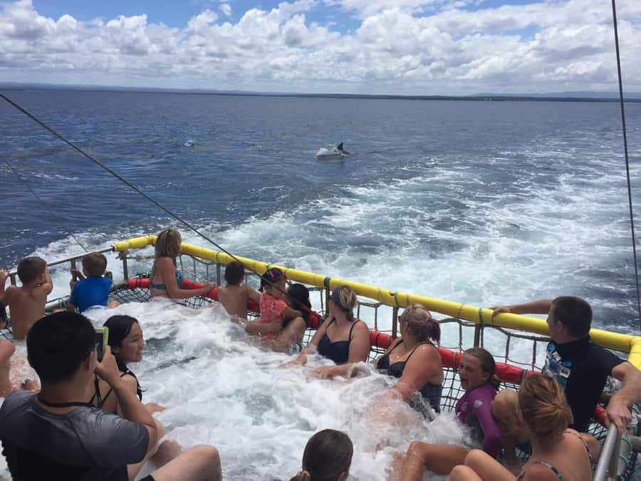 Huskisson: Dolphin Cruise & Boom Netting Experience - From Huskisson wharf to the open bay