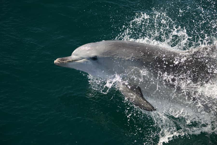 Jervis Bay: 2-Hour Cruise of Jervis Bay Passage - Is the $63 Price Good Value?