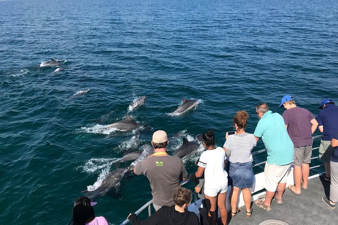 Jervis Bay Dolphin Cruise - Key points to know before you book