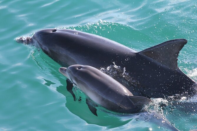 Jervis Bay Dolphin Cruise - The crew makes a real difference