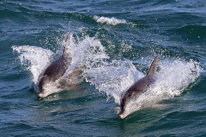 Jervis Bay Dolphin Cruise - The wildlife gamble: what happens if you see nothing