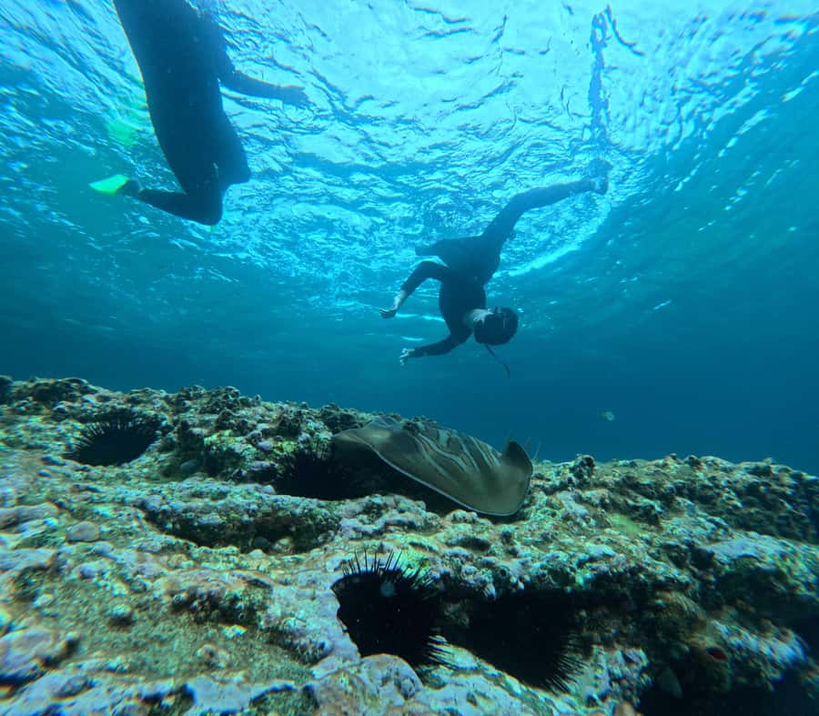 Jervis Bay: Guided Snorkelling Tour with expert guide - Meeting Scott at Murray’s Beach