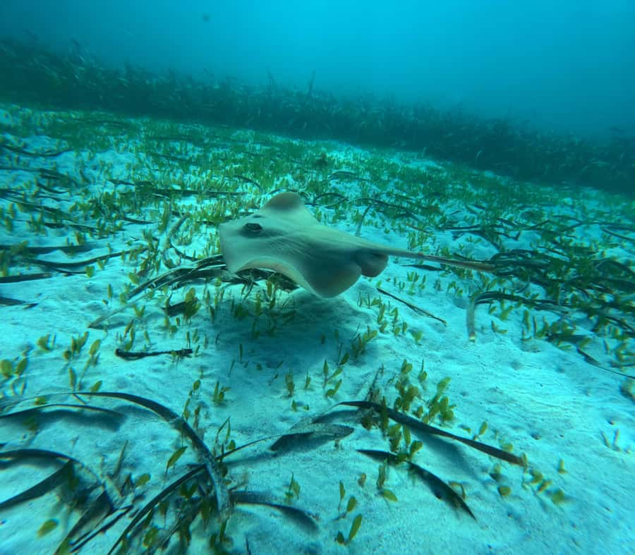 Jervis Bay: Guided Snorkelling Tour with expert guide - Getting comfortable in the water