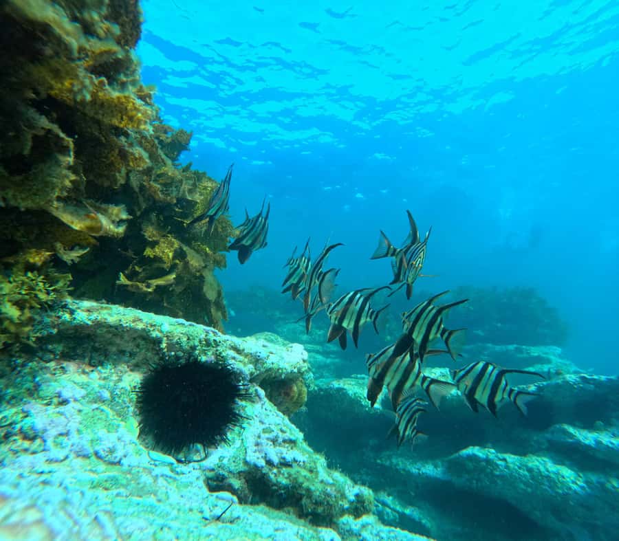 Jervis Bay: Guided Snorkelling Tour with expert guide - Why the marine science matters