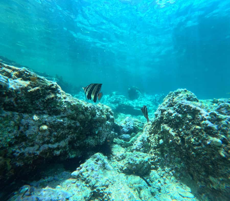 Jervis Bay: Guided Snorkelling Tour with expert guide - Photos, videos, and the post-water gathering