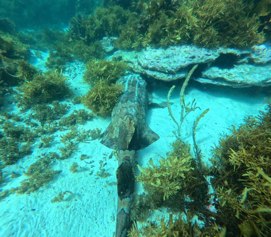 Jervis Bay: Guided Snorkelling Tour with expert guide - Should you book the Jervis Bay snorkelling tour?