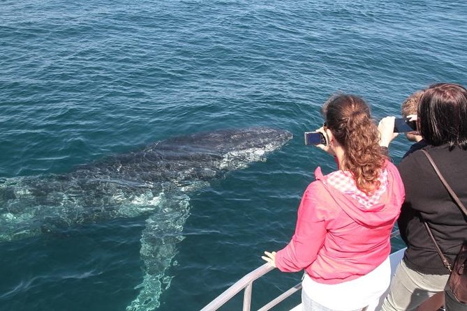 Jervis Bay Whale Watching Tour - Why Jervis Bay is a fine whale-watching setting