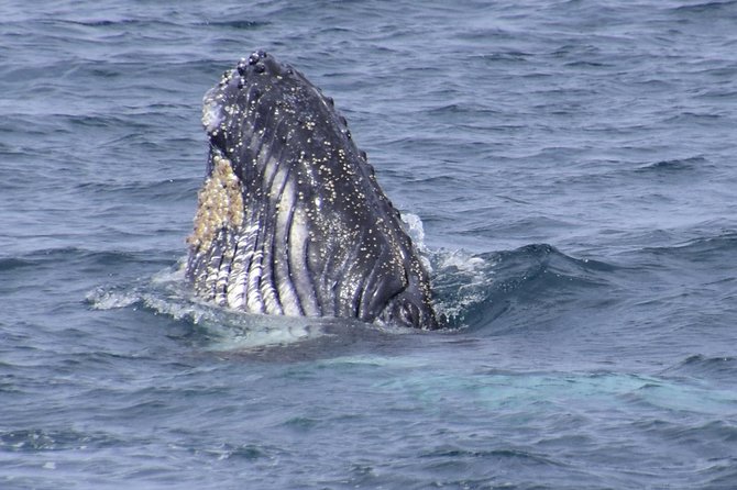 Jervis Bay Whale Watching Tour - When to book and what to bring