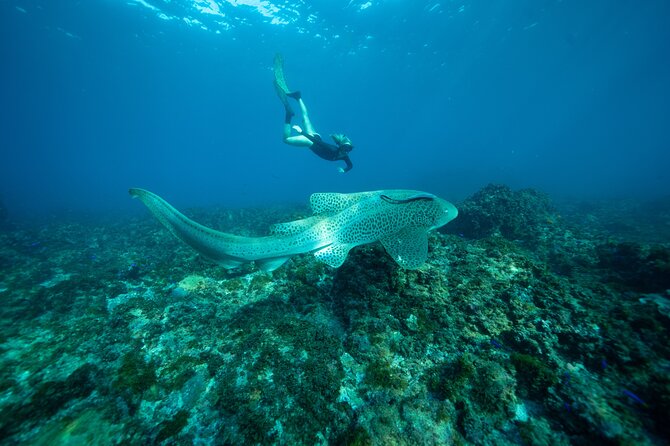 Julian Rocks: Premier Snorkeling Tour Byron Bay - What the 2.5-hour format means for you