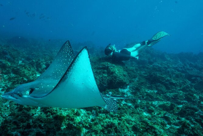 Julian Rocks: Premier Snorkeling Tour Byron Bay - The value of the $92.52 price