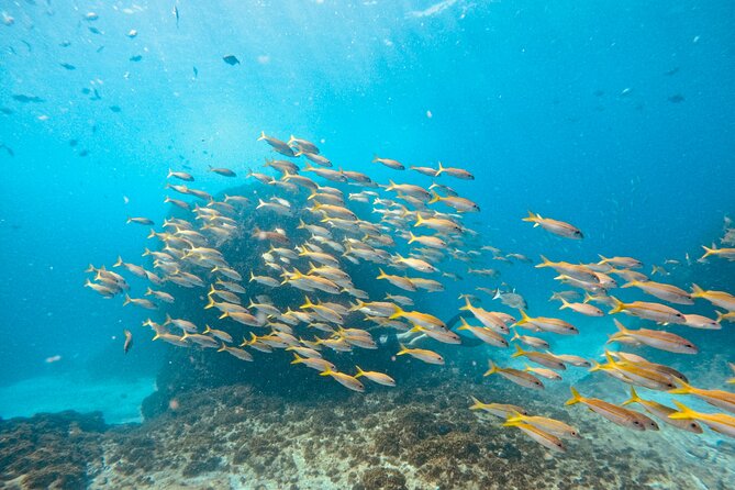 Julian Rocks: Premier Snorkeling Tour Byron Bay - Who should book this snorkel trip?