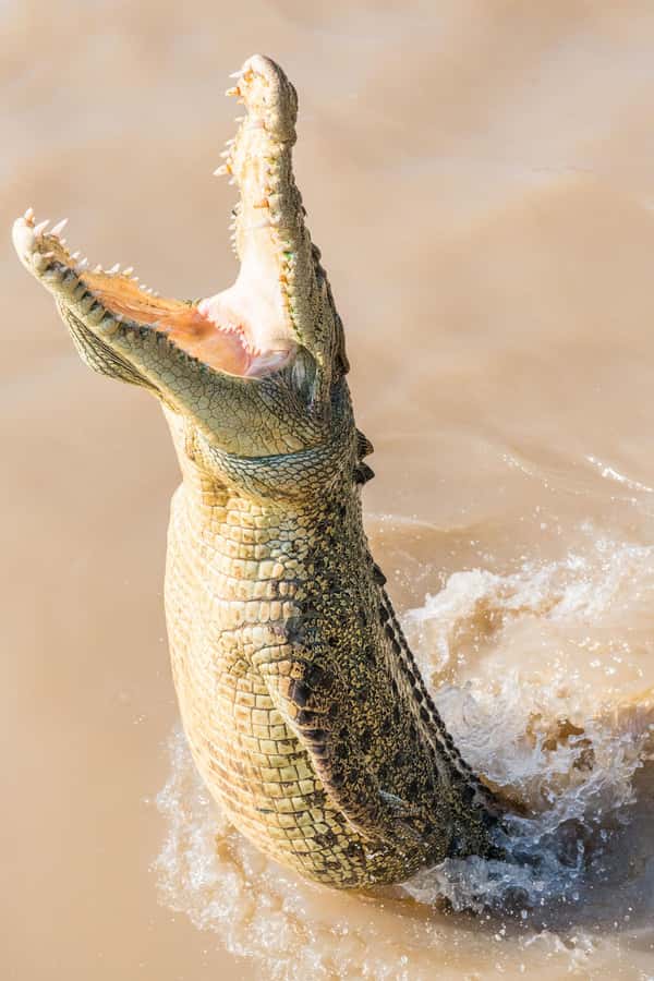 Jumping Crocodile Cruise from Darwin Half-Day Scenic Trip - Humpty Doo adds a local pause