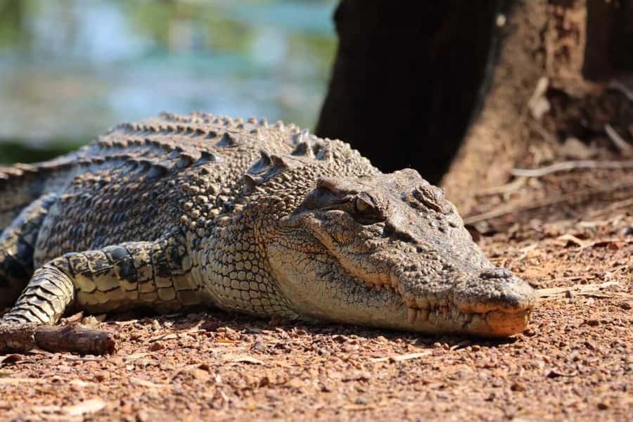 Jumping Crocodile Cruise from Darwin Half-Day Scenic Trip - Practical details that make the morning easier