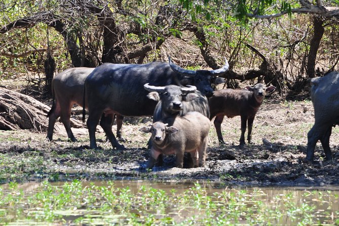 Jumping Crocodile Cruise with lunch - What a one-hour cruise feels like in practice
