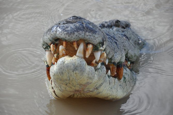 Jumping Crocodile Cruise with lunch - Fogg Dam: a quieter 45 minutes among wetland birds