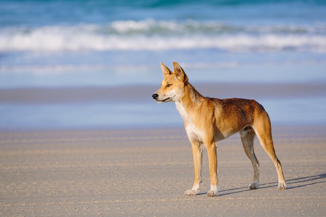 K'gari (Fraser Island) Small Group 4WD Adventure - From Noosa - Why this Noosa day trip works