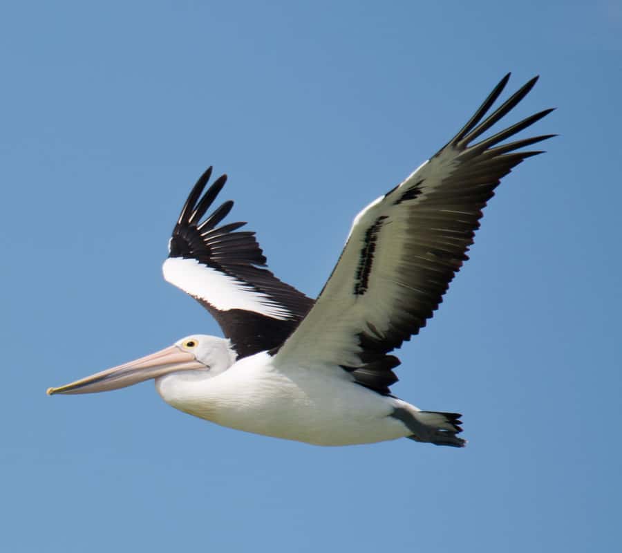 Kalbarri: Murchison River Wilderness Wildlife Cruise - Key points to know before booking