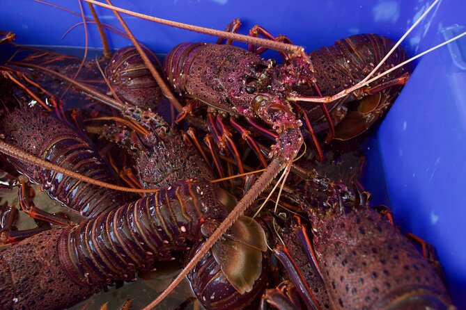 Kalbarri Rock lobster Pot Pull Tour in Kalbarri - How much lobster might you take home?