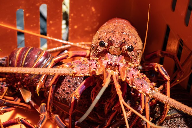 Kalbarri Rock lobster Pot Pull Tour in Kalbarri - Price, group size, and practical value