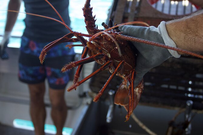 Kalbarri Rock lobster Pot Pull Tour in Kalbarri - Who will enjoy this most?
