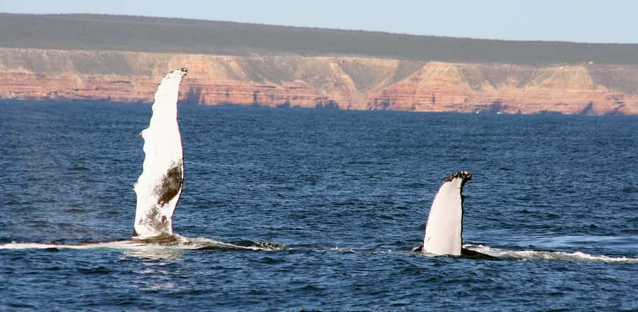 Kalbarri Whale Watching Tour - Key points for your Kalbarri booking