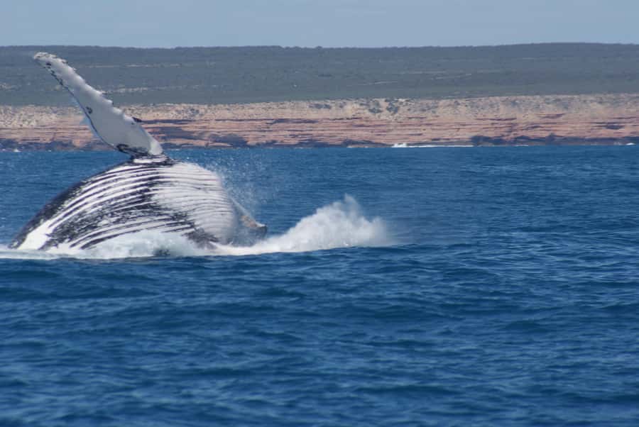 Kalbarri Whale Watching Tour - Why Kalbarri is a special place to watch whales