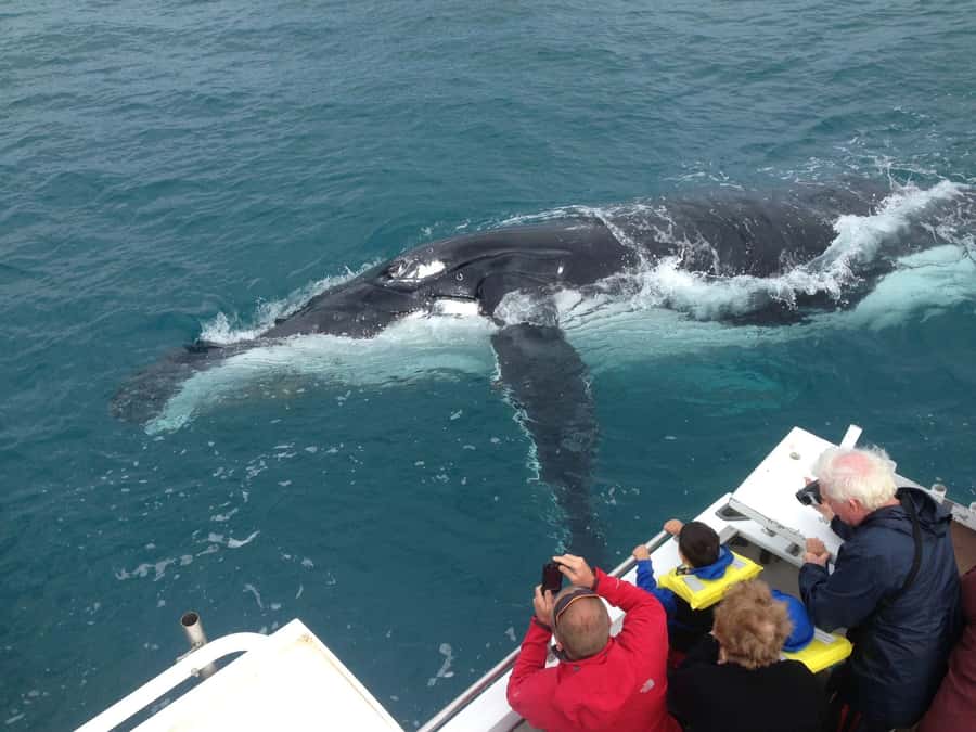 Kalbarri Whale Watching Tour - A 50 foot boat made for watching