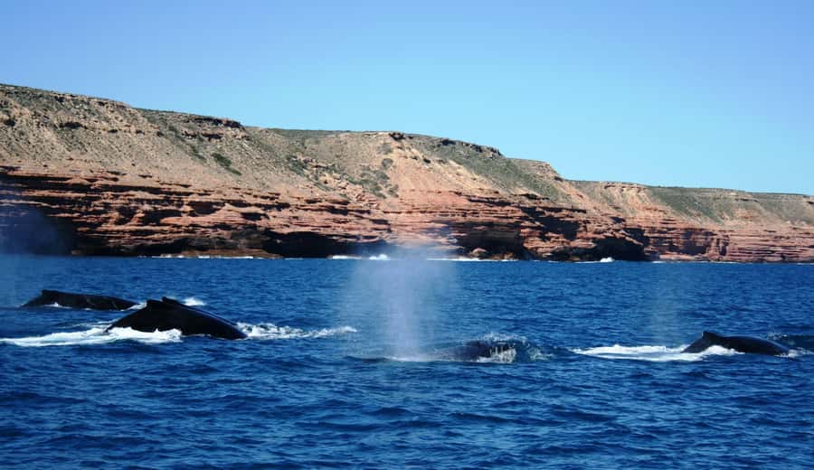 Kalbarri Whale Watching Tour - Following the whales through Gantheaume Bay