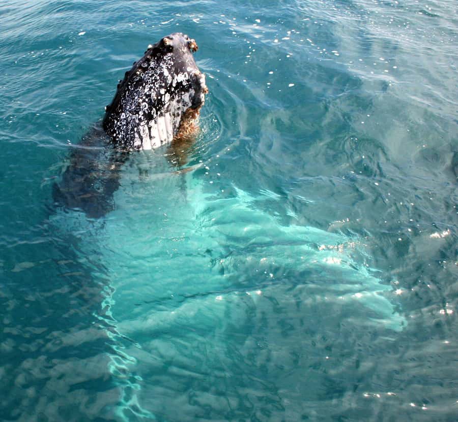 Kalbarri Whale Watching Tour - What makes the crew important