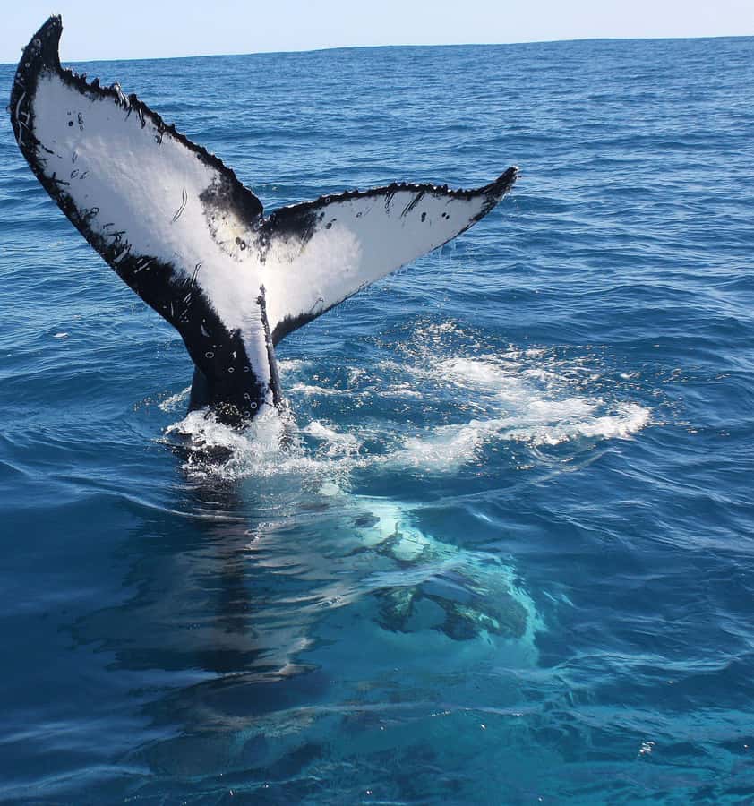Kalbarri Whale Watching Tour - How much whale watching will you get?