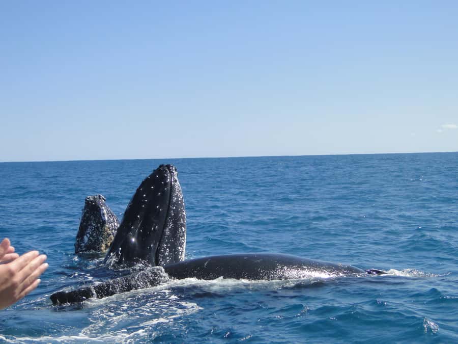 Kalbarri Whale Watching Tour - Is $60 good value?