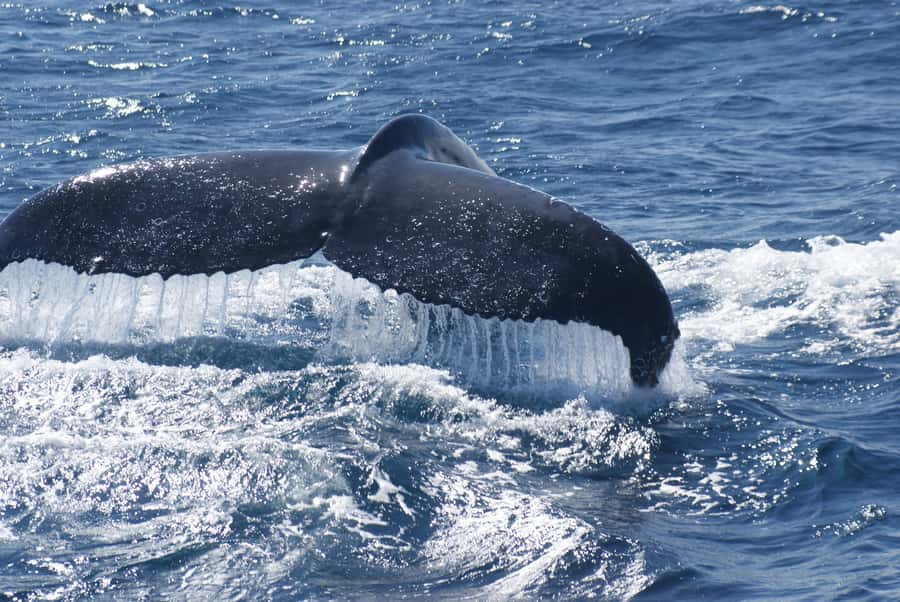 Kalbarri Whale Watching Tour - What recent trips suggest about the experience