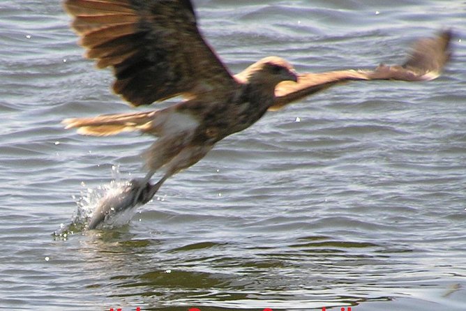 Kalgan Queen Scenic Cruises a four hour sheltered water wildlife tour daily fun. - Oyster Harbour: calm water and birdwatching