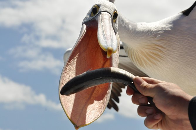 Kalgan Queen Scenic Cruises a four hour sheltered water wildlife tour daily fun. - The Kalgan River and stories from two cultures