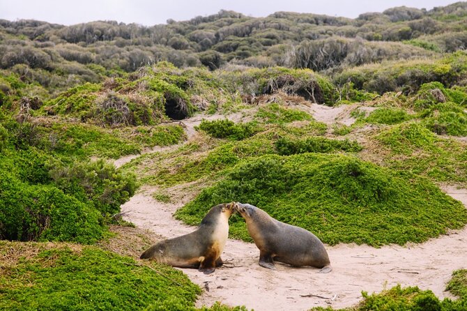 Kangaroo Island 2-Day Wildlife Adventure Small Group tour - Stokes Bay brings the best chance to relax