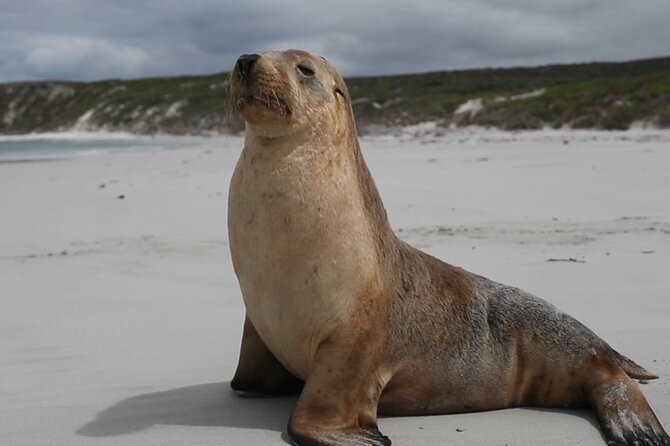 Kangaroo Island 2-Day Wildlife Adventure Small Group tour - Local beer and an Aussie platter at Kangaroo Island Brewery