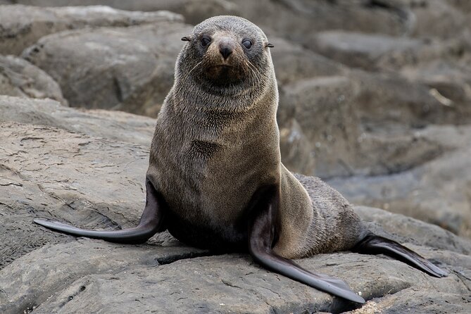 Kangaroo Island 75-Minute Coastal Safari - Winter whale possibilities
