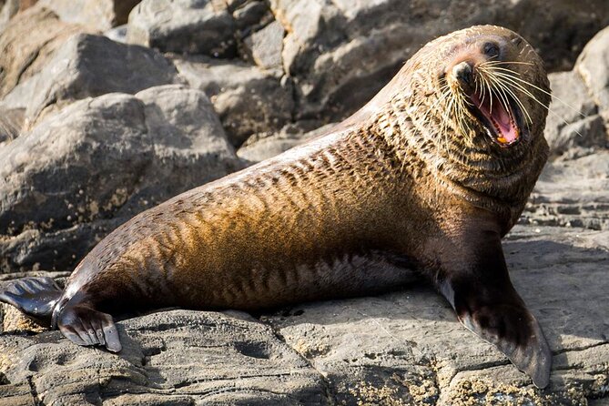 Kangaroo Island 75-Minute Coastal Safari - Is $63.12 good value for 75 minutes?